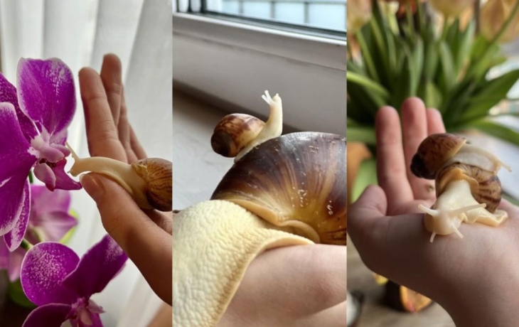 Тюменка рассказала об особенностях содержания гигантских улиток