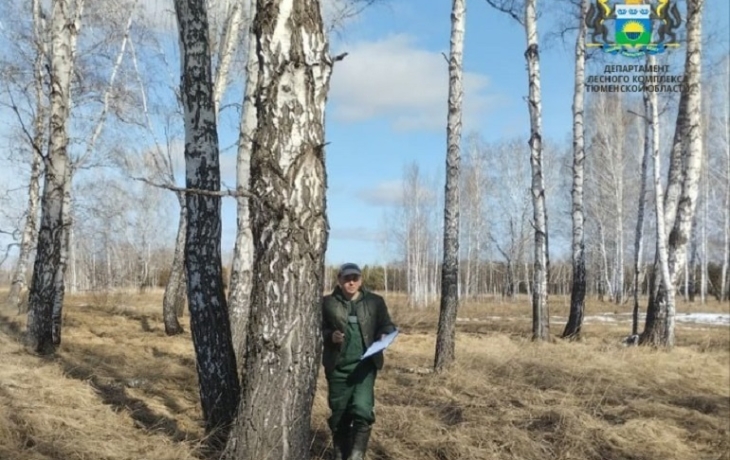 В Абатском районе обнаружили крупный очаг непарного шелкопряда В Абатском районе обнаружили крупный очаг непарного шелкопряда