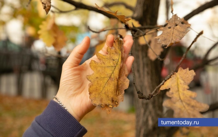 В Тюмени 28 октября ожидается пасмурный день при +9 градусах