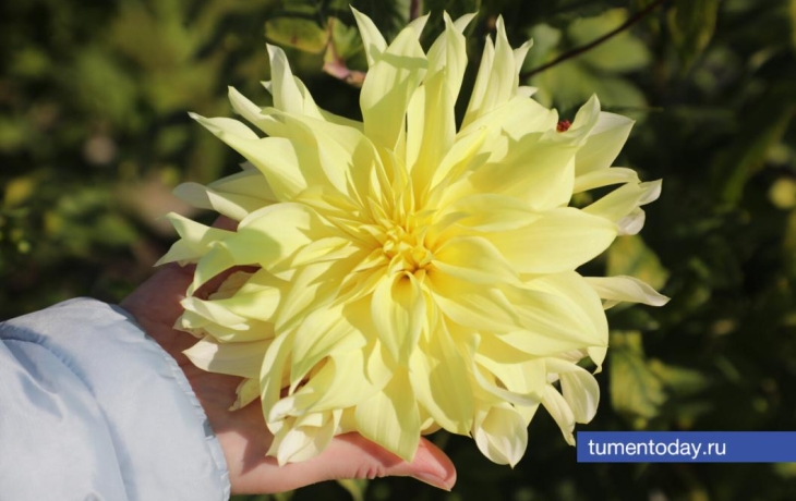 Как сохранить луковичные растения до весны