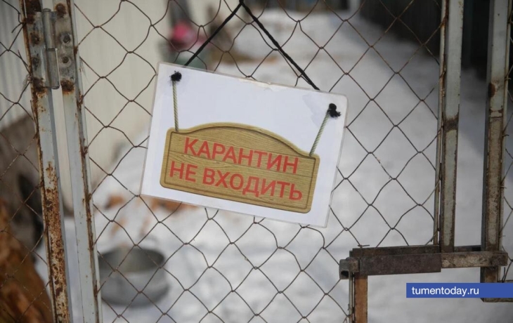 В двух деревнях Тюменской области ввели карантин по бешенству