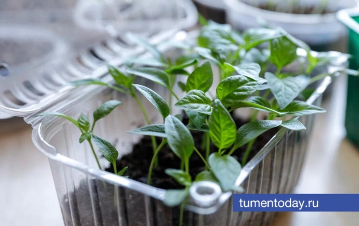 Как ухаживать за комнатными растениями зимой