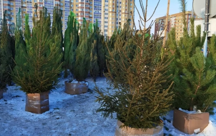 Елочные базары откроются в Тюмени через несколько дней