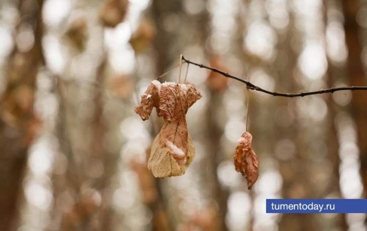 19 ноября в Тюмени похолодает до -2 градусов