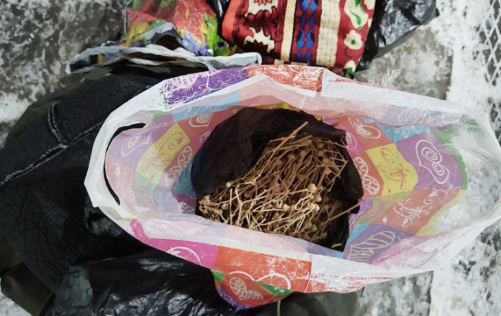 Иностранка пыталась провезти в Тюмень запрещенное растение