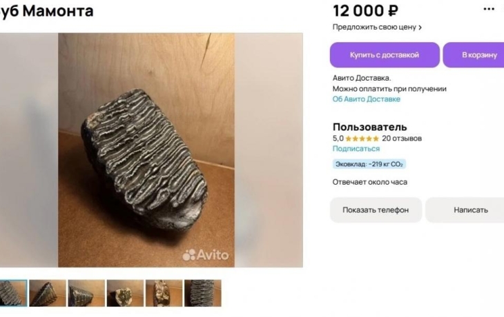 Тюменец нашел зуб мамонта и продает его