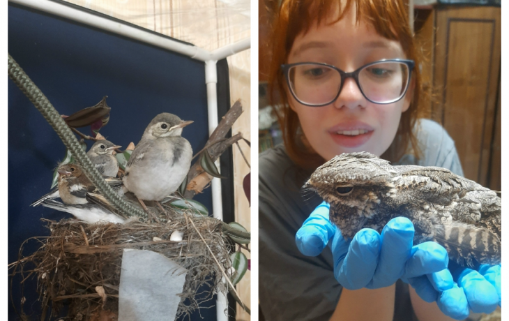 Что нужно знать о работе ветеринара &ndash; ответ специалиста из Тюмени