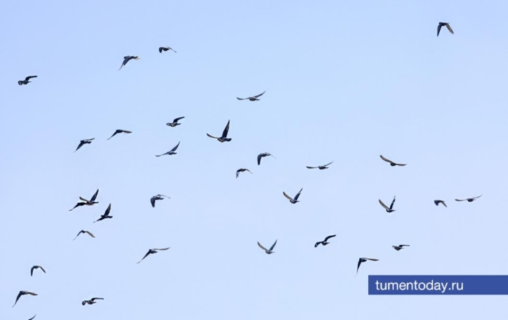 Во вторник погода в Тюмени будет малооблачной, -5°С