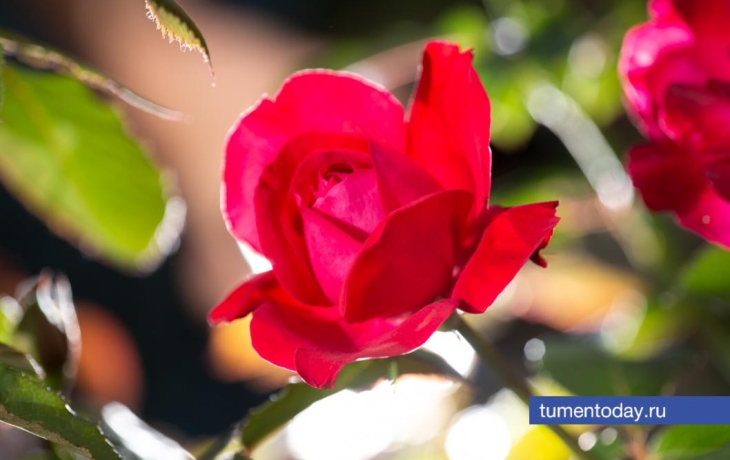 Как правильно укрыть розы на зиму в суровых условиях Урала, рассказали тюменские агрономы