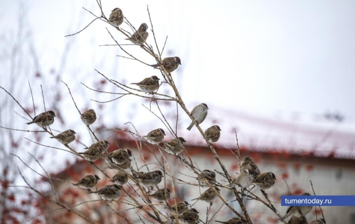 20 ноября в Тюмени будет 0, а по ощущениям -5 градусов