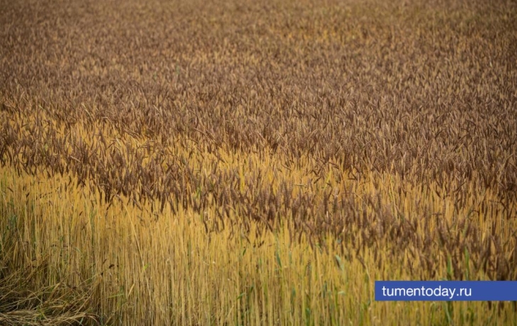 Аграрии Заводоуковского округа установили исторический рекорд по сбору урожая Аграрии Заводоуковского округа установили исторический рекорд по сбору урожая