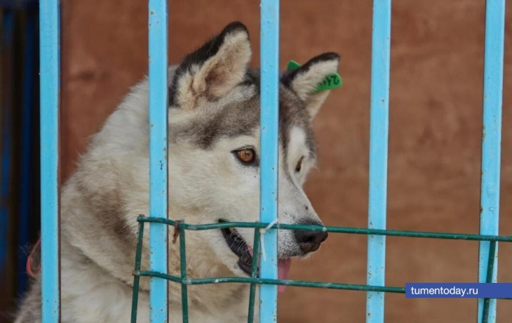 В тюменском приюте &laquo;ЛесПаркХоз&raquo; введен карантин из-за чумы. Передача животных запрещена