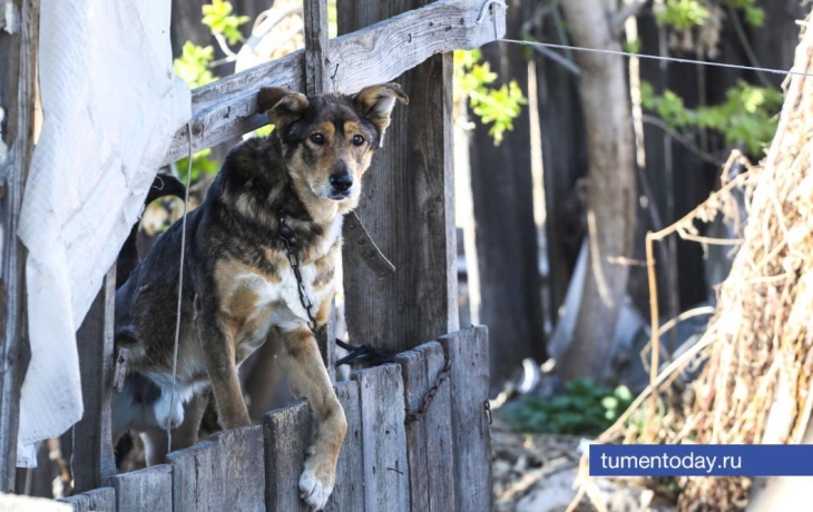 В деревне Юргинского округа отменен карантин по бешенству животных В деревне Юргинского округа отменен карантин по бешенству животных