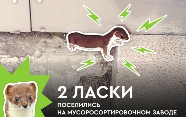 На Тюменском мусоросортировочном заводе поселились две ласки