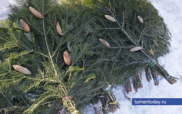 Тюменские таможенники пресекли вывоз более тысячи новогодних деревьев Тюменские таможенники пресекли вывоз более тысячи новогодних деревьев