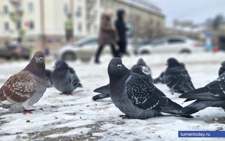 В Тюмени 28 декабря прогнозируется -1 градус и без осадков