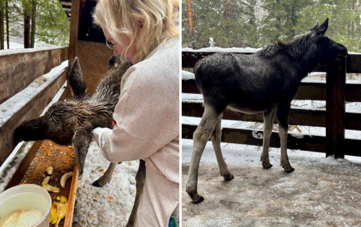 Запас яблок и моркови отправил лосятам тюменский центр &laquo;У Лукоморья&raquo;