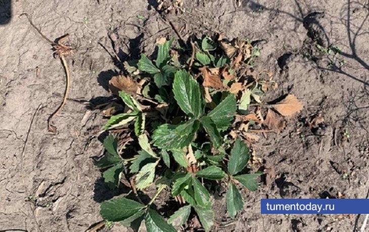 Когда тюменским дачникам нужно укрывать клубнику