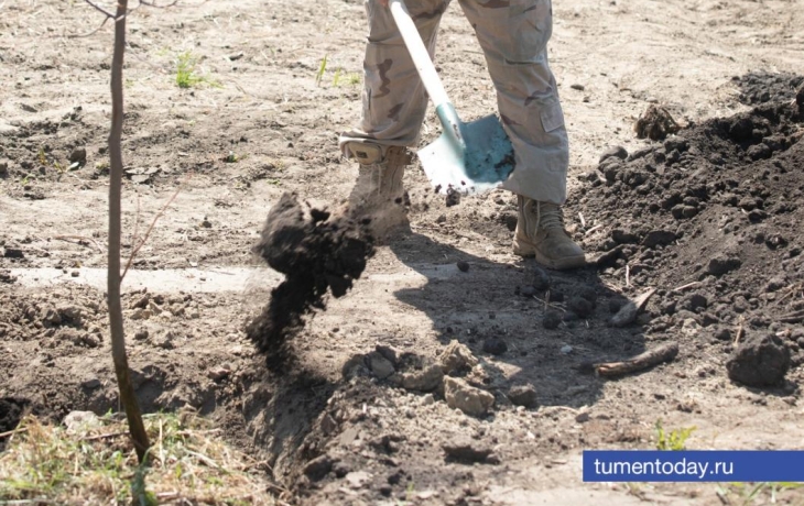 Масштабное лесовосстановление стартует в Тюменской области
