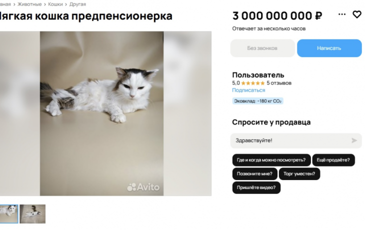 Тюменка выставила на продажу кошку Гусю за 3 миллиарда рублей