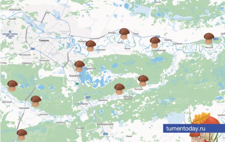 Опубликована карта грибных мест под Тюменью