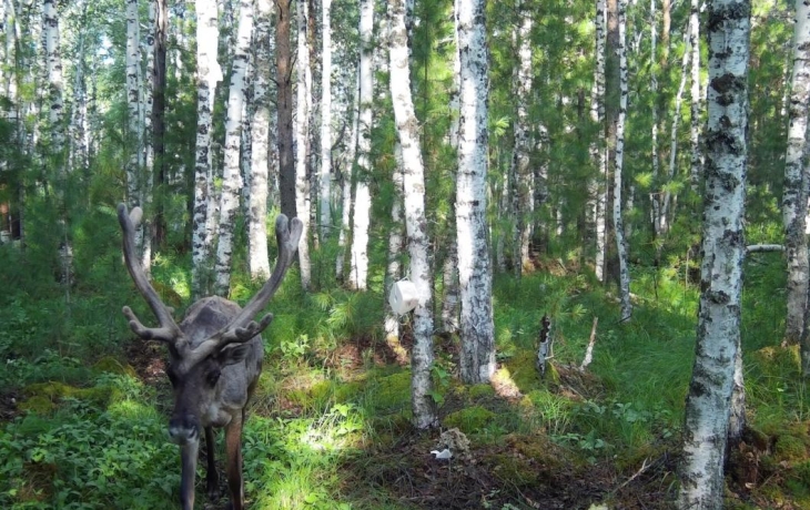 «Роснефть» и ученые РАН выявили стабильность популяции северного оленя в Тюменской области