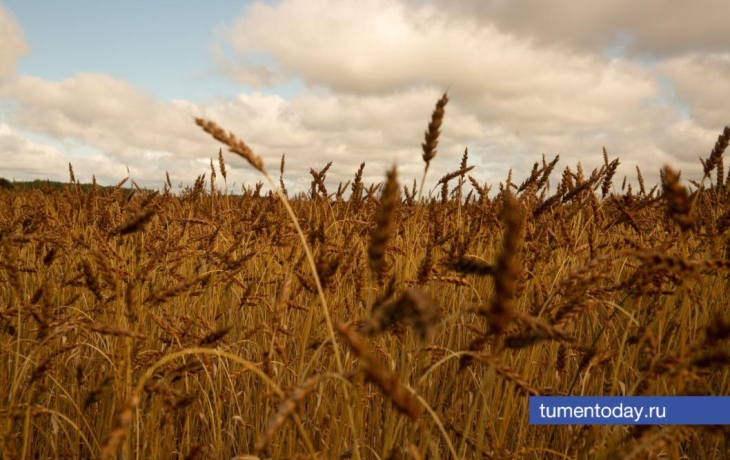 Аграрии Тюменской области установили рекорд по урожайности