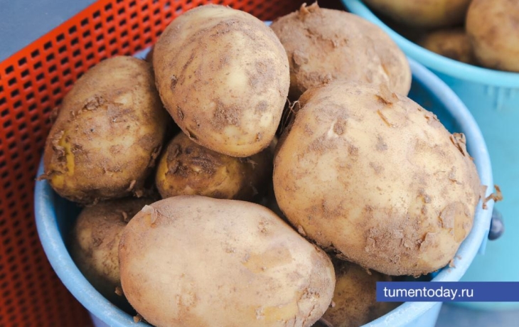 Тюменская область экспортирует 25% урожая картофеля Тюменская область экспортирует 25% урожая картофеля