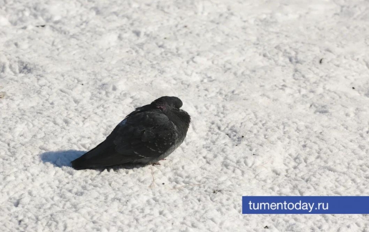 13 ноября тюменцев ждет магнитная буря и -5 градусов