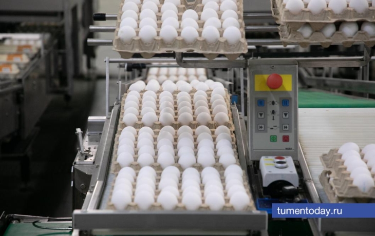 Отгрузка яиц на тюменской птицефабрике &laquo;Пышминская&raquo; приостановлена