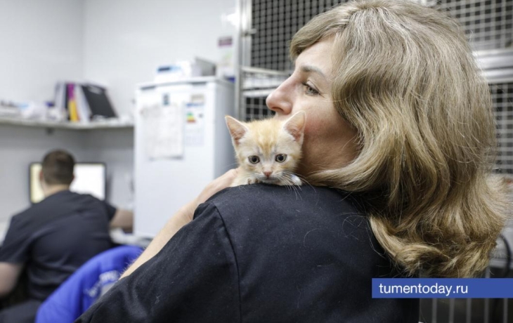 За полгода в Тюмени было отловлено более 500 собак и кошек