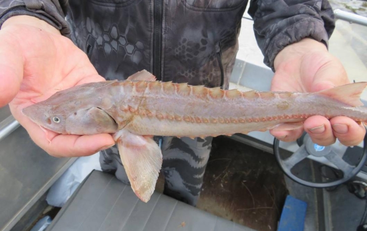 &nbsp;Абалакский рыборазводный завод помогает сибирскому осетру покинуть Красную книгу