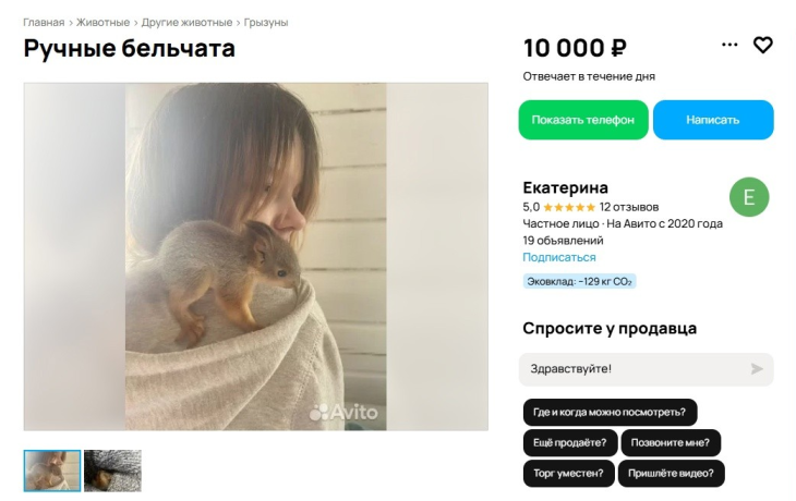 В Тюмени продают ручных бельчат В Тюмени продают ручных бельчат