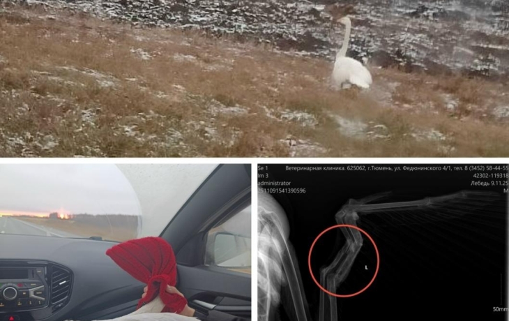 Центр реабилитации &laquo;У Лукоморья&raquo; принял нового обитателя