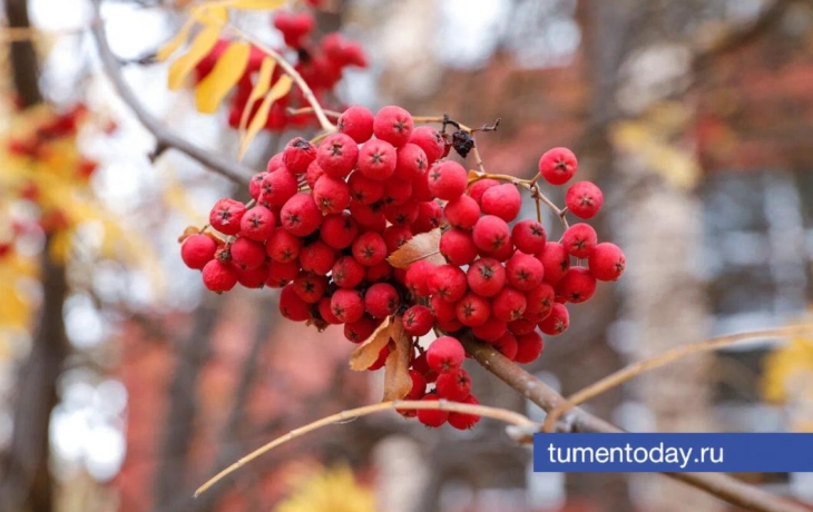 19 ноября в Тюмени потеплеет до +4 градусов