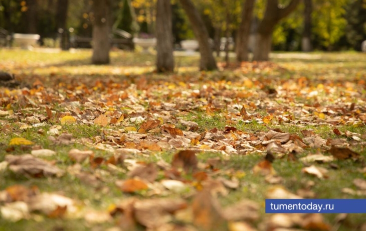В Тюмени 25 октября день пройдет без осадков при +5 градусах
