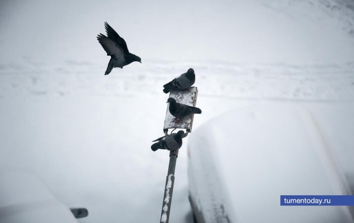 В Тюмени 17 декабря потеплеет до -4 градусов
