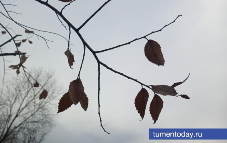 Зимняя погода пришла в Тюмень 10 ноября, днем -5&deg;C