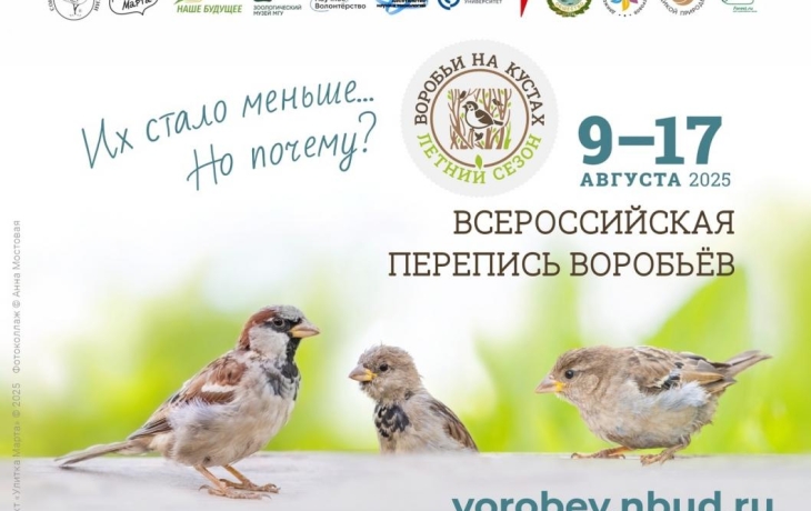 Тюменцам предлагают принять участие в масштабной переписи воробьев