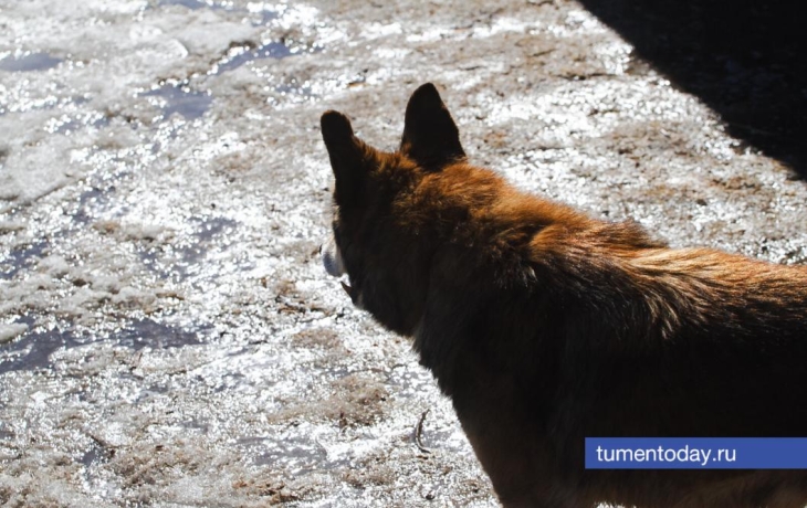 В Тюменской области диких животных вакцинируют от бешенства