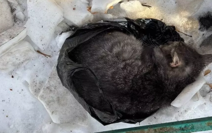 В Тюмени кота и кошку выбросили на снег в пакете