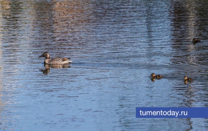 Почему водоплавающие птицы перестают мигрировать из Тюмени?